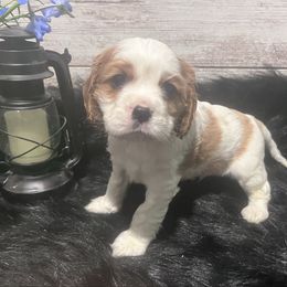 Bud - Red and white Cocker Spaniel puppy in West Plains, Missouri from Ozark Haven Farm