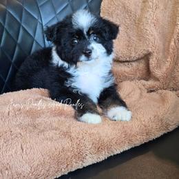Bessie - Black and white female Aussiedoodle puppy in Cleveland, Georgia from Jam's Doodles And Poodles