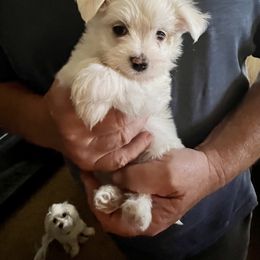 Maltese Puppies from California AKC Maltese & Yorkies