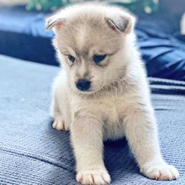 Pomsky Puppies from Snow Shark Pomskys
