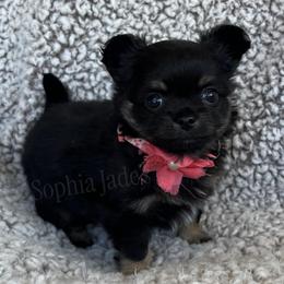 Ophelia - Black and tan female Chihuahua puppy in Augusta, Georgia from Sophia Jade's Chi Brigade