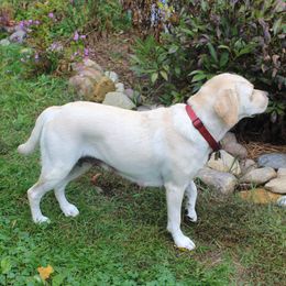 Midge - Labrador Retriever
