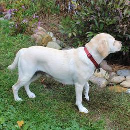 Midge - Labrador Retriever