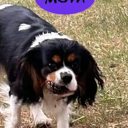 Prixy - Cavalier King Charles Spaniel