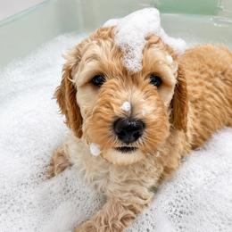 Arbor - Apricot male Goldendoodle puppy in Camden, North Carolina from Oopsie Doodles of NC