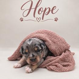 Hope - Merle female Assorted Doodle Crosses puppy in Waco, Georgia from Huff Family Doxies & Doodles