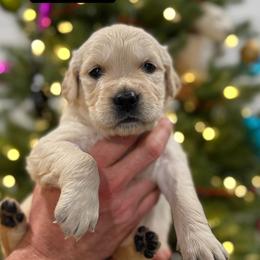 Lechonk - Black - Golden male Golden Retriever puppy in Salt Lake City, Utah from Soaring golden retrievers
