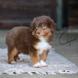 Orbit - Red tri male Toy Australian Shepherd puppy in Prague, Oklahoma from Clay Creek Aussies