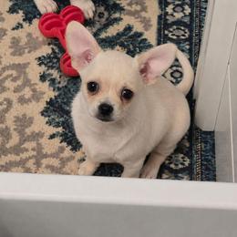 Daisy - Cream female Chihuahua puppy in El Paso, Texas from JVJ Chihuahua