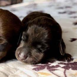 Dachshunds from Gertrude’s Legacy Dachshunds