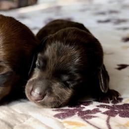 Dachshunds from Gertrude’s Legacy Dachshunds