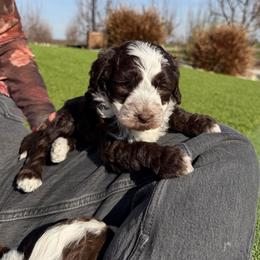 Promise - Brown and white female Bernedoodle puppy in Yuba City, California from Ranch House Doodles