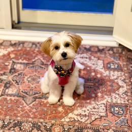 Shorkie Puppies from Sensational Shorkies