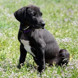 Great Dane Puppies from Glacier Danes