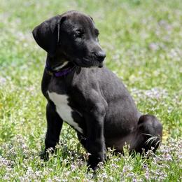 Great Dane Puppies from Glacier Danes