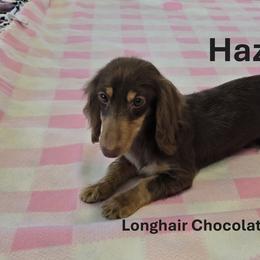 Hazelnut - Dachshund