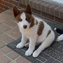 Ares The Olympian - Siberian Husky puppy in Chester, Virginia from Dacogetic
