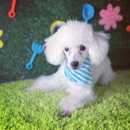 Poodle Puppies from Puppy Love 4ever