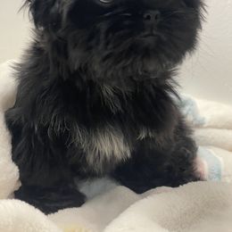 Shih Tzu puppies from Rock Creek Shih Tzus
