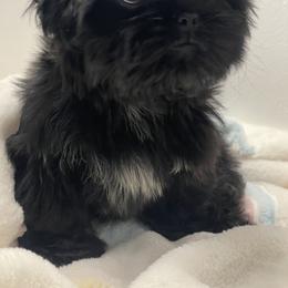 Shih Tzu puppies from Rock Creek Shih Tzus
