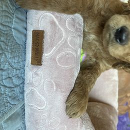 Goldendoodle Puppies from Joanna Wise