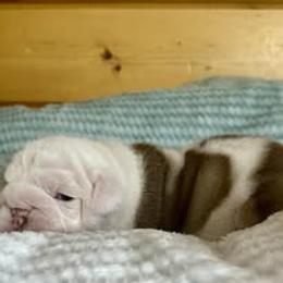 Bulldog Puppies from Bullgodz English Bulldogs