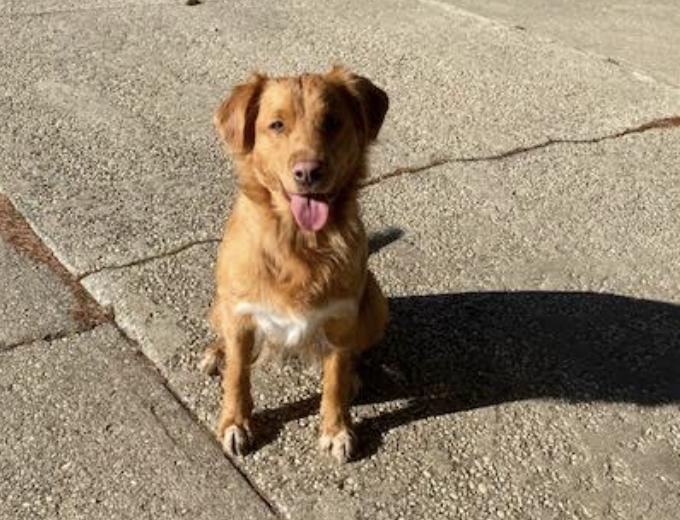 Gads Tollers in Ohio Nova Scotia Duck Tolling Retriever puppies