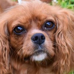 Cavalier King Charles Spaniels, Cavapoos, Havanese, Poodles, Yorkipoos, and Yorkshire Terriers from Ashley Nicole Ranch