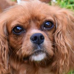Cavalier King Charles Spaniels, Cavapoos, Havanese, Poodles, Yorkipoos, and Yorkshire Terriers from Ashley Nicole Ranch
