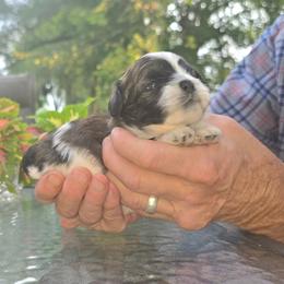 Boy 1 - Brindle and white male Shihpoo puppy in Eldon, Missouri from B&B Designer Shihpoo’s
