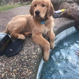 Golden Retriever Puppies from Creme Brulee Goldens