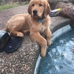 Golden Retriever Puppies from Creme Brulee Goldens
