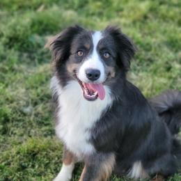Shenzi - Miniature Australian Shepherd