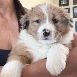 Seal Merle Limited registration - Atypical merle female Border Collie puppy in Apple Valley, California from Flying S Ranch Border Collies