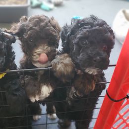Labradoodle Puppies from Tug Hill Mini Labradoodles