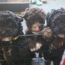 Labradoodle Puppies from Tug Hill Mini Labradoodles