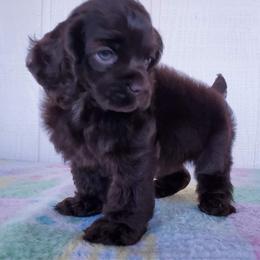 Cocker Spaniel Puppies from Top Notch Sporting Dogs
