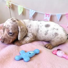 Aspen - Blue and cream female Dachshund puppy in Philomath, Oregon from Bailey’s Dachshunds