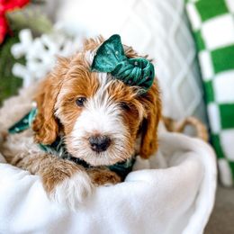 K2 - Red Bernedoodle puppy in Springville, Utah from Happy Doodle