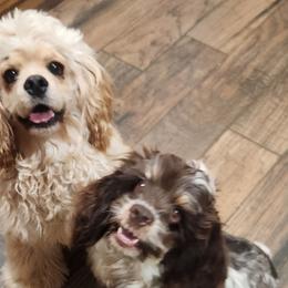Cocker Spaniels and Shih Tzus from Northstar Shih Tzu