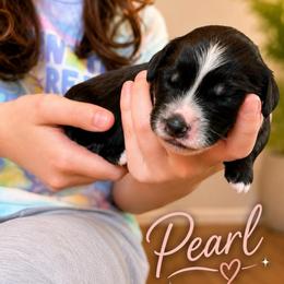 Pearl Jam - Tri-color female Bernedoodle puppy in Louisville, Arkansas from Darlin’s Doodles