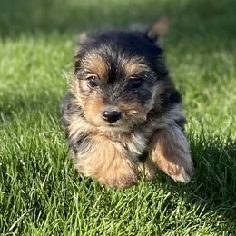 Boy 1 - Black and tan Yorkshire Terrier puppy in Idaho from Twin Falls Tiny Dogs