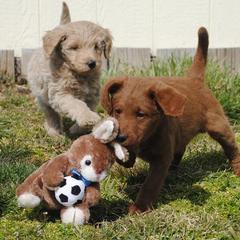 Goldendoodle, Labradoodle, and Double Doodle Puppies from Cedar Hill Labradoodles