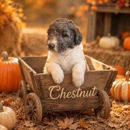 Chestnut - Merle male Bernedoodle puppy in Julian, Pennsylvania from Happy Valley Doodles