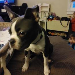 Boston Terrier Puppies from Razmom's Boston Terriers