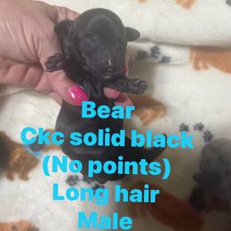 Bear - Black male Dachshund puppy in Whitesboro, Texas from Joanie's Tickled Pink Puppies