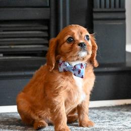 Fred - Ruby male Cavalier King Charles Spaniel puppy in Guthrie, Kentucky from Happy Tail Puppies
