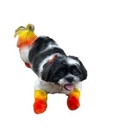 Poodles, Shih Tzus, Shorkies, Yorkipoos, and Yorkshire Terriers from YorkShih Pup & Co