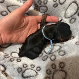 Light blue - Black and tan male Yorkshire Terrier puppy in Thomasville, Georgia from Southern Belle Yorkies