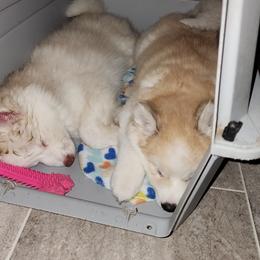 Pomsky and Siberian Husky Puppies from Whitmore Wolfpack LLC